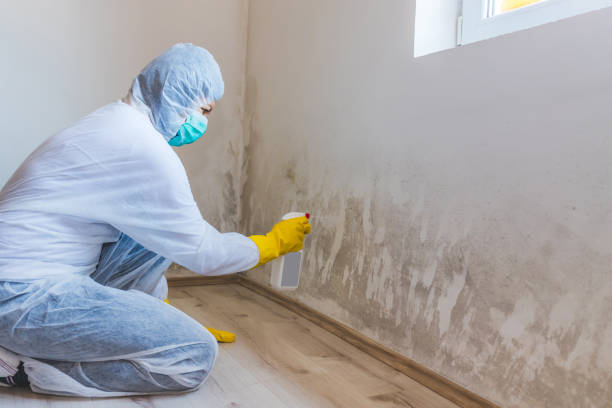 Licensed Mold Remediation service in Cresson, PA - WQB Mold Removal
